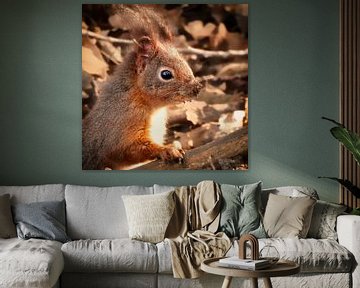 Squirrel with a dirty snout by Maickel Dedeken