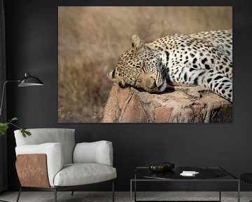 Leopard | Südafrika | Kruger Park von Claudia van Kuijk