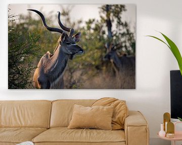 Der große Kudu | Südafrika | Kruger Park von Claudia van Kuijk