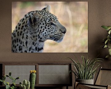 Leopard | South Africa | Kruger Park by Claudia van Kuijk