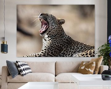Leopard | South Africa | Kruger Park by Claudia van Kuijk