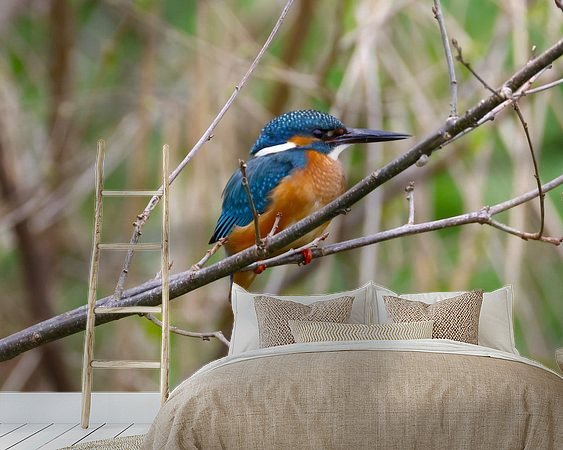 Aperçu de la chambre