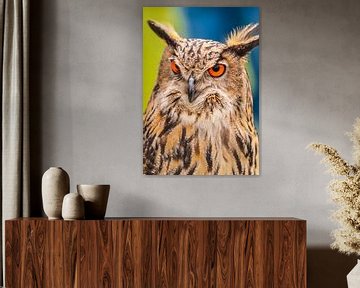 Uil,Owl van Brian Morgan