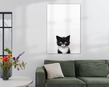 chat mignon noir et blanc sur haroulita