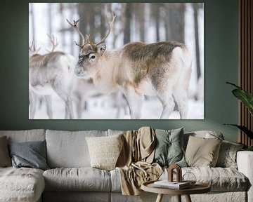 Bruin rendier in winters landschap | Zweeds Lapland | Natuurfotografie van Marika Huisman fotografie