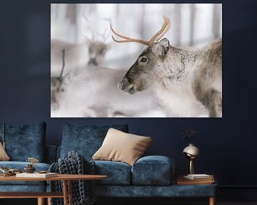 Brown reindeer in the herd | Swedish Lapland | Nature photography by Marika Huisman fotografie