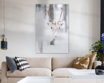 Portrait of a reindeer | Swedish Lapland | Nature photography by Marika Huisman fotografie