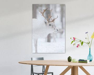 Renne blanc dans un paysage d'hiver | Laponie suédoise | Photographie de nature sur Marika Huisman fotografie