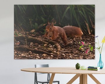 Rode eekhoorn van Daniëlle Langelaar Photography