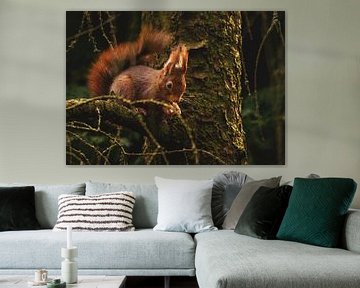 Eekhoorn knabbelt in de boom van Daniëlle Langelaar Photography