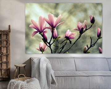 Magnolia blossom by Wiltrud Schwantz