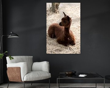 cute brown fluffy baby alpaca rests in straw by W J Kok