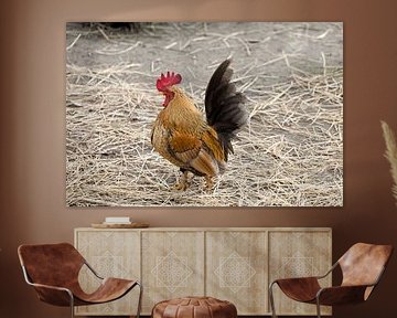 proud rooster on a farm yard by W J Kok