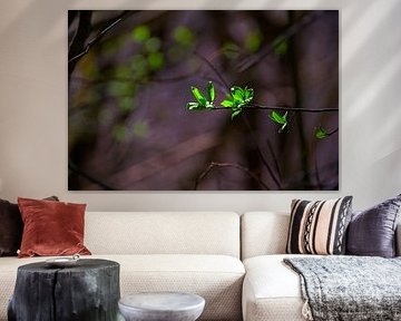 Premiers signes du printemps