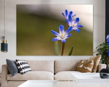 blue blossoms of the bluestar. Early bloomer by Martin Köbsch