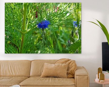 blauwe korenbloem in een korenveld. van Martin Köbsch