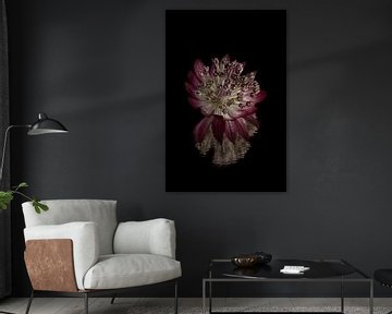 Nœud de mer (Astrantia Major) avec reflet brisé sur fond sombre sur Marjolijn van den Berg