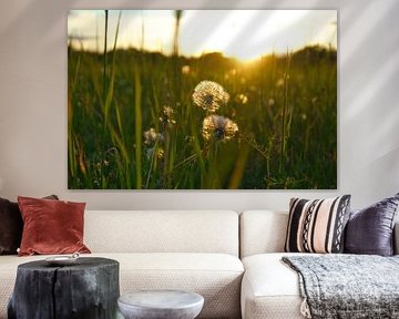Paardenbloem bij zonsondergang met bokeh.