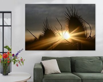 Zon, distels