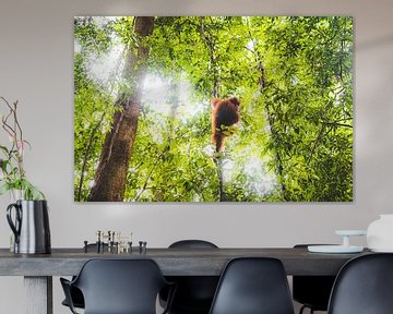 Orang oetan hangend in de jungle van Stijn van Straalen