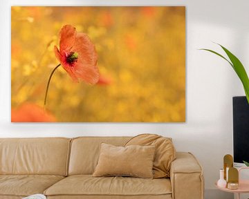 Poppy 3, magnifique en impression d'art ou sur acrylique sur Josine Claasen