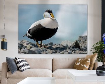 Eider duck in Iceland by RobinHelms.NL