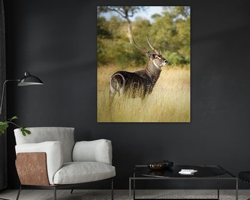 Homme au waterbuck dans la savane sur Tom Zwerver