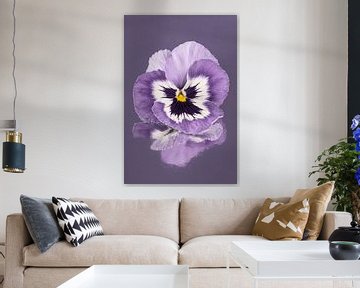 Purple and white violet on a greyish purple background by Marjolijn van den Berg