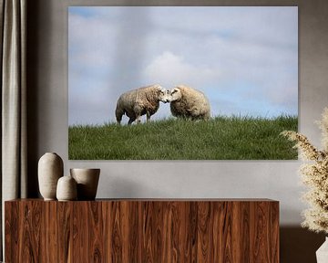 Interaction entre deux moutons texel sur une digue sur W J Kok