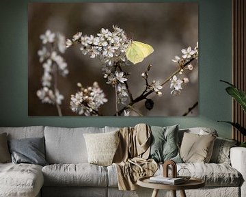 White blossom with yellow lemon butterfly. by Janny Beimers