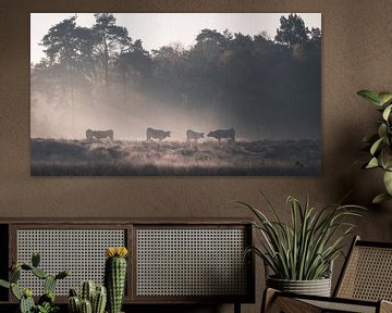 Cows in Leersumse Veld graze in the misty morning light