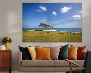 Arbre au bord de la mer dans le vent, Pointe Allègre, Sainte Rose Guadeloupe sur Fotos by Jan Wehnert