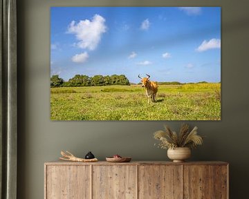 Vache dans une prairie verdoyante, Pointe Allègre, Sainte Rose Guadeloupe sur Fotos by Jan Wehnert