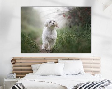 Maltese dog on a path among the grass, on a misty morning by Elisabeth Vandepapeliere