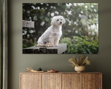 Maltese dog on picnic bench, with green of bushes in background by Elisabeth Vandepapeliere