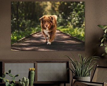 Chien de berger australien par une journée ensoleillée, sur un chemin de bois sur Elisabeth Vandepapeliere