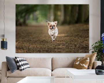 Shih tzu dog playing in the forest during autumn, on a quiet morning, with leaves on the ground by Elisabeth Vandepapeliere