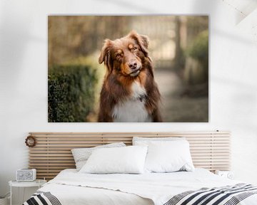 Portrait of Australian shepherd dog with slanted head and crazy look by Elisabeth Vandepapeliere