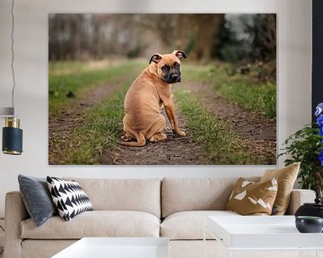 Staffordshire bull terrier puppy on a path near the forest by Elisabeth Vandepapeliere