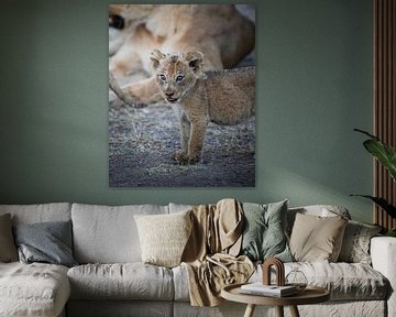 Lion cub in South Africa by Tom Zwerver