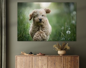 Running puppy doodle among the dandelions in the grass by Elisabeth Vandepapeliere