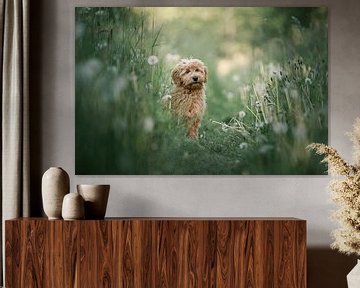 Golden doodle puppy half-hidden among tall grasses and dandelions by Elisabeth Vandepapeliere