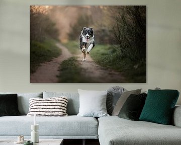 Australian Shepherd Border Collie Cross in Aktion / Hund / im Wald / die goldene Stunde / laufender Hund von Elisabeth Vandepapeliere