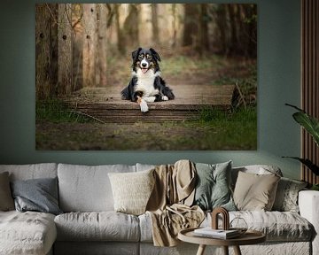 Berger australien border collie cross / chien / sur un pont dans la forêt sur Elisabeth Vandepapeliere