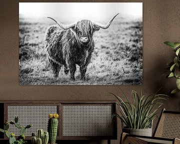 Highland cattle in black and white by Annett Mirsberger