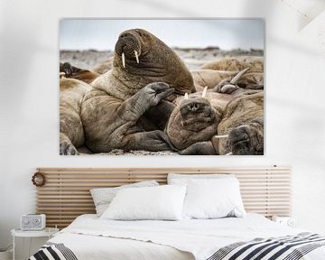 Relaxed walruses. by Ron van der Stappen