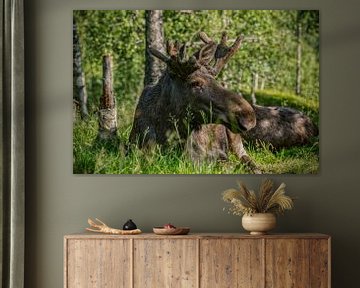 Moose in Norway. by Ron van der Stappen