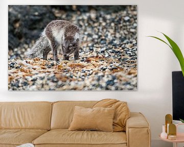 Arctic fox on Svalbard by Ron van der Stappen