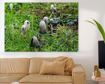 Coprinus comatus in een veld, verschillende groeistadia van Jan Van Bizar