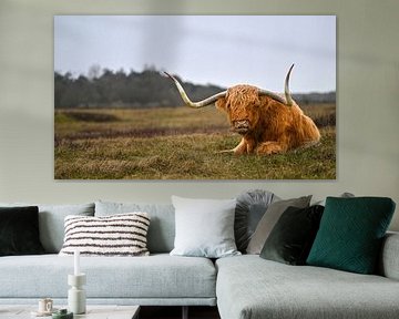 Highlander Schotse Hooglanders wild Noordhollands Duinreservaat van Tomasz_best_shots